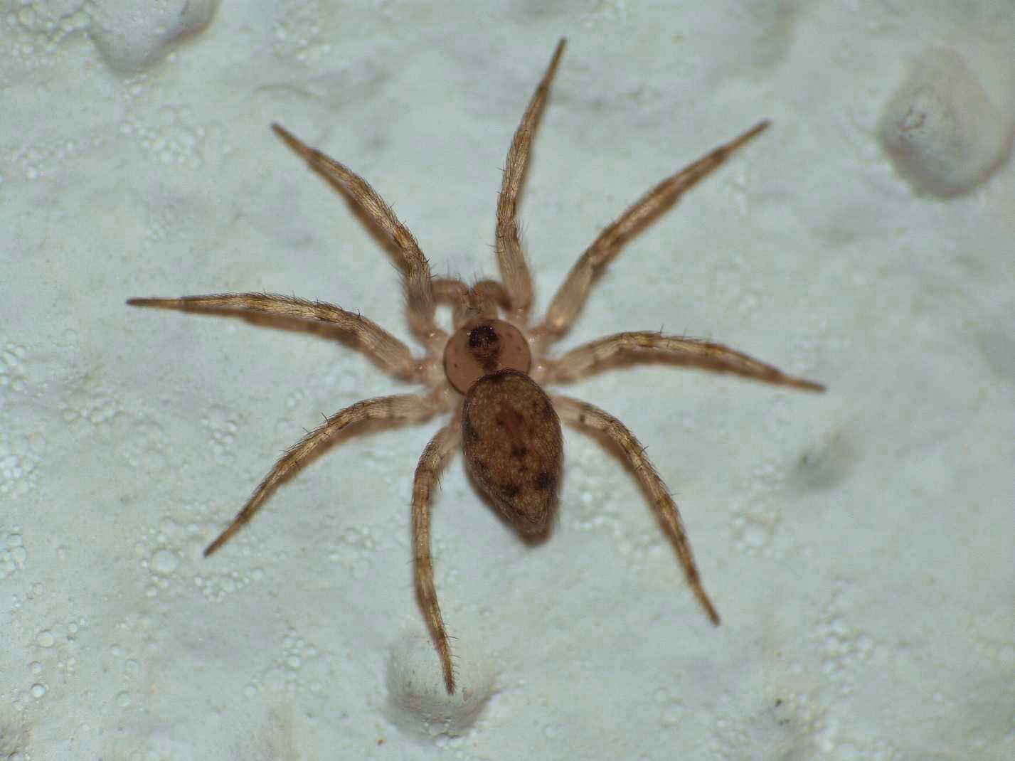 Oecobius sp. nel bagno di casa mia